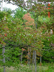 DSC00514r.JPG