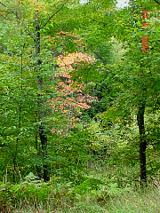 DSC00522r.JPG
