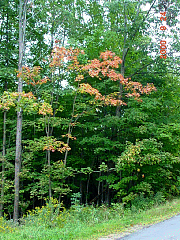 DSC00523r.JPG
