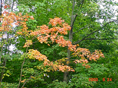 DSC00524.JPG