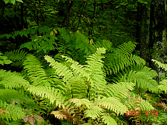 DSC00525.JPG
