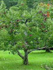 DSC00527r.JPG