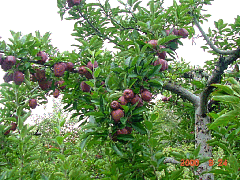 DSC00530.JPG