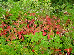 DSC00531.JPG
