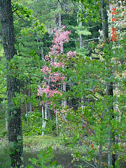 DSC00532r.JPG